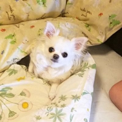 テラ