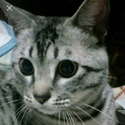 リョウちん