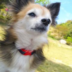なお元