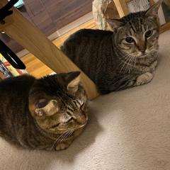 とらまるのトーク