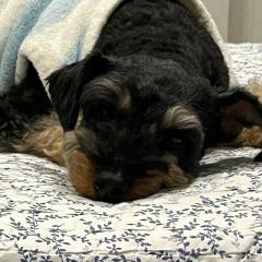 ババロア大臣のトーク