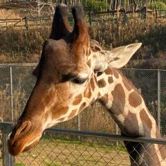 もちもちピーナッツ