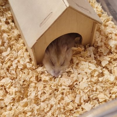 キバティーアイランド