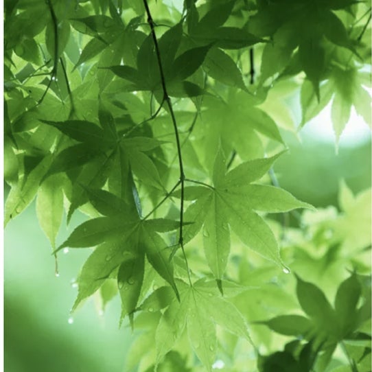 セバスチャンのトーク