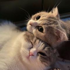 いぬねこ