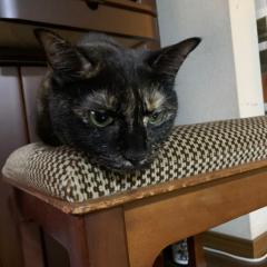 あまちゃん