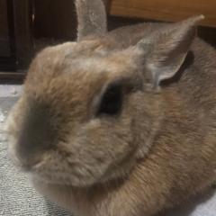 大福　まこ　栗原紗英ちゃんのファンです