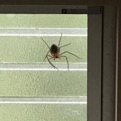 糸グモのトーク