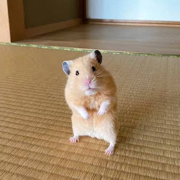 ちゃむ