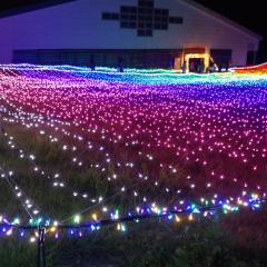 山在（ヤマアリ）