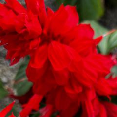 ポーリンのトーク