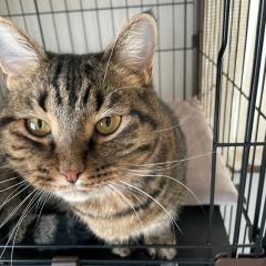 太陽に吠えるな