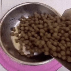 ナメクジ