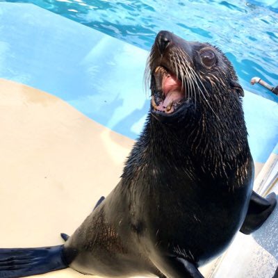ふくだオットセイ🦭