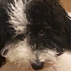 とぶしのトーク