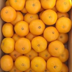 腐ったみかんのトーク