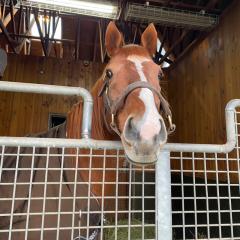 マヤのトップガン