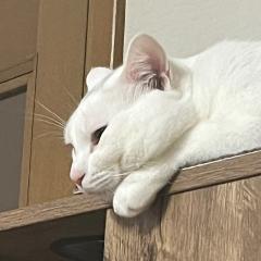 コンソメパンチ