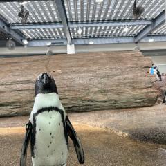 そー