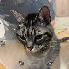 キツネのお告げ