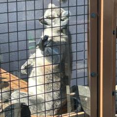 ニョロ殿様のトーク