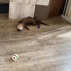 クジラのノルウェー風