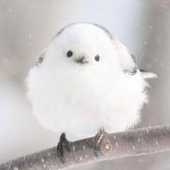 まりりん