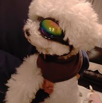 たいせい たいせいのトーク