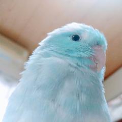 はりる