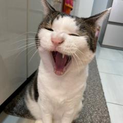 100％乙女チックのトーク