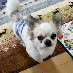 this is My partner is Chikuwa