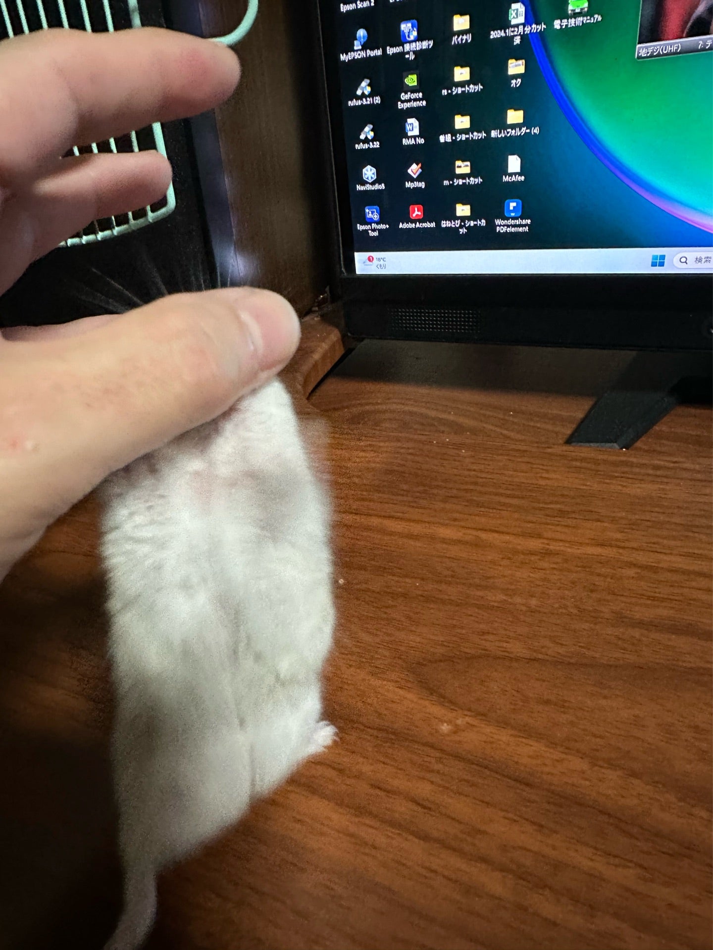 投稿画像