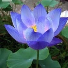 夏にはトマト２０２４