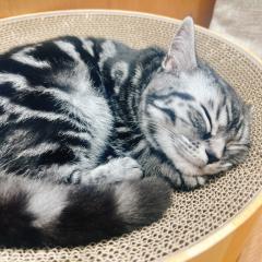 チキンばんばん🐓