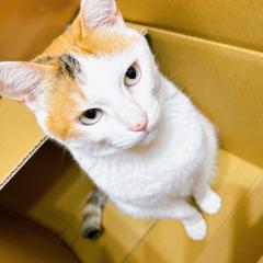 みこ
