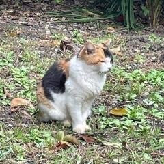 カイエの独り言