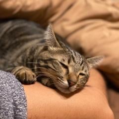 見城徹と猫が好き