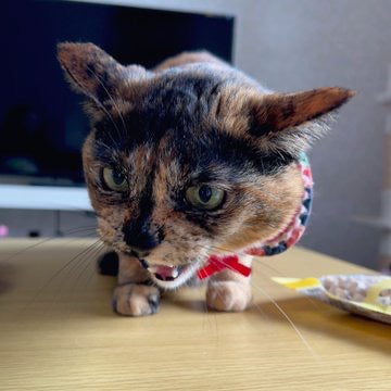 ノコリ