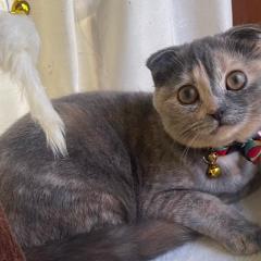 ☀️💙😺はやかわ😺💙☀️