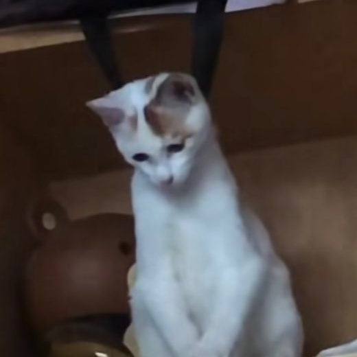 トクアカちゃん