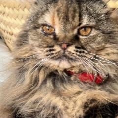 見城さん bot 美食編