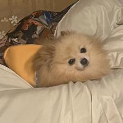 マツコ
