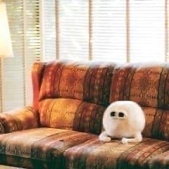 乃木坂 櫻坂 日向坂 46 僕青 情報