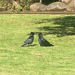 くろすす