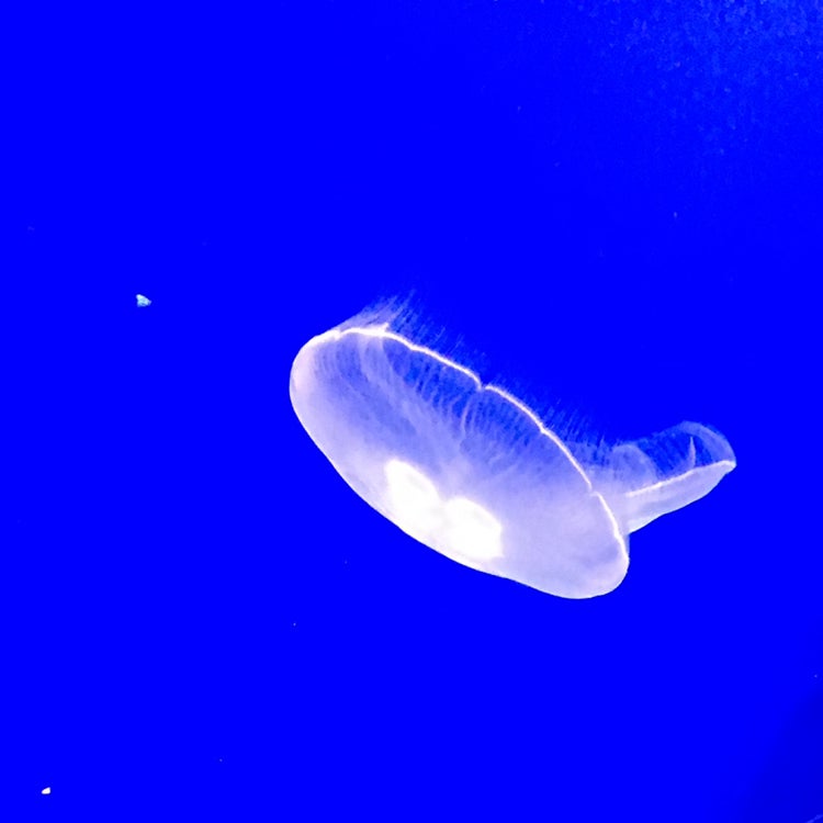 若菜