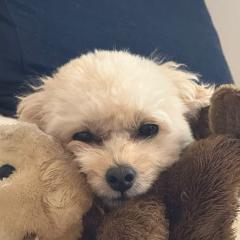 ののかのトーク