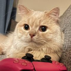 ちむ