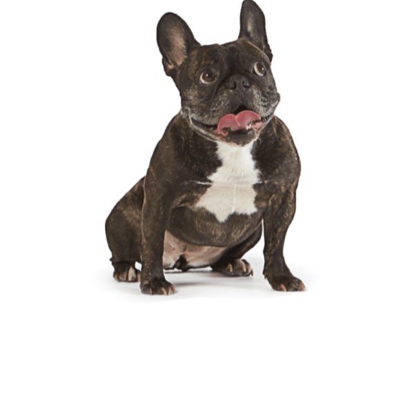 つつじのトーク