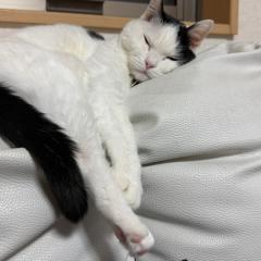 最近、夜になると一人でいることに寂しさを感じることがございます。