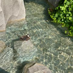 ｸﾞﾗﾑﾁｬｳﾀﾞｰ